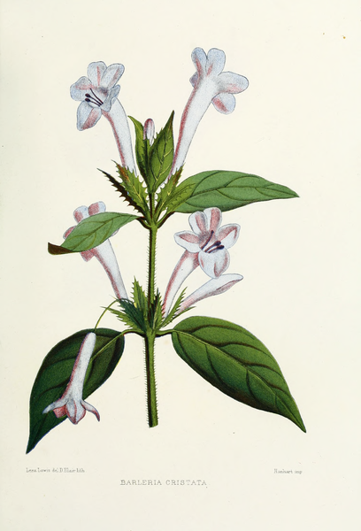 File:Flower-barleria-cristata.png