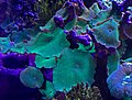 Fluorescent Coral 3.jpg