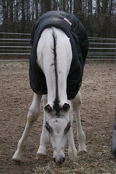 File:Foal wearing a horse blanket.jpg