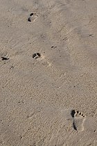 Footprints in sand Vero Beach, Florida