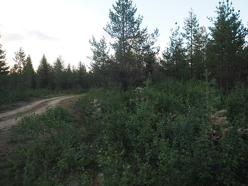 File:Forest and unpaved road in Savukoski.jpg