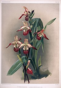 plate 89 Phragmipedium cultivars