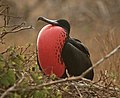 Thumbnail for Magnificent frigatebird