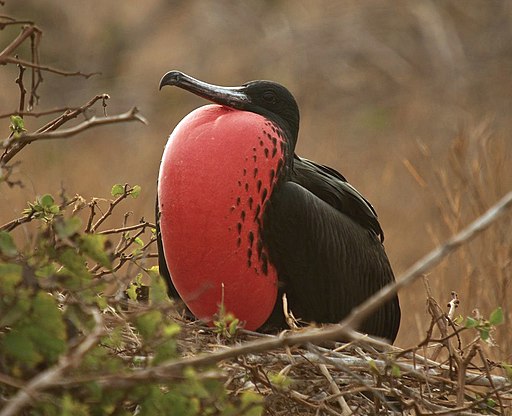 Fregata magnificens -Galapagos, Ecuador -male-8 (1)