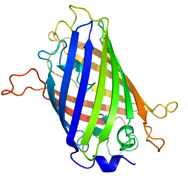 A ribbon diagram of green fluorescent protein resembling barrel structure.