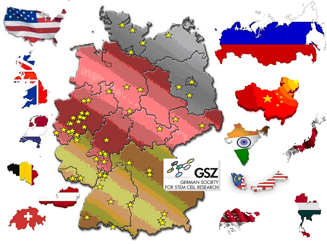 Deutsche Gesellschaft für Stammzellforschung