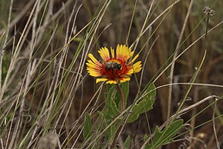 Gaillardia aristata