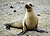 Galapagos, sea-lion, female (by Casey Klebba).jpg