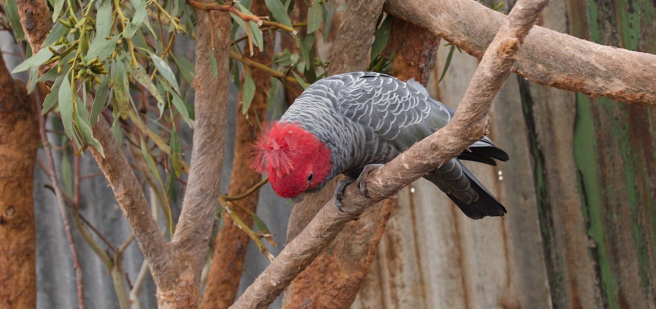 File:Gang-gang cockatoo (Callocephalon fimbriatum) male in