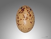 Ägg