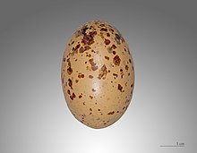 Egg Ganga cata MHNT.jpg