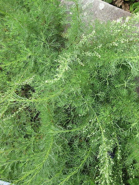 Artemisia alba