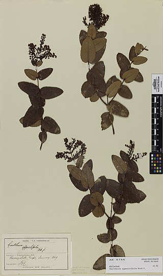 <i>Gaultheria oppositifolia</i> Species of shrub