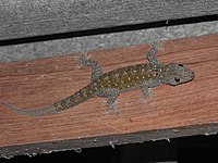 Gekko petricolus