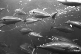 Geltonuodegiai tunai (Thunnus albacares)