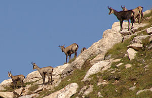 Chamois, Piz Beverin.