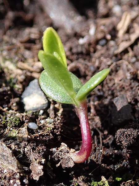 File:Genista tinctoria 2022-04-26 7583.jpg