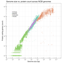 Log-log plot of the total number of annotated proteins in genomes submitted to GenBank as a function of genome size Genome size vs protein count.svg