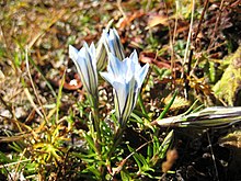 Gentiana sino-ornata sauvage.jpg