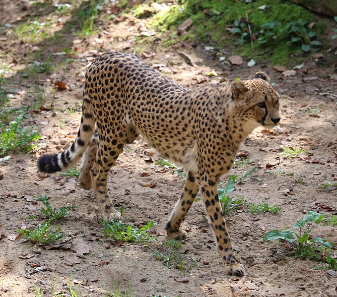 File:Gepard Acinonyx jubatus Tiergarten-Nuernberg-3.jpg