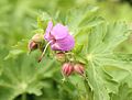 Geranium macrorrhizum