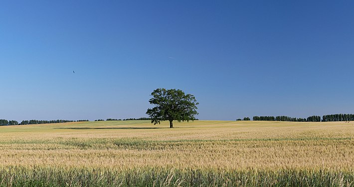 Getreidefeld mit Baum in der Nähe der Müritz im Mai/Juni