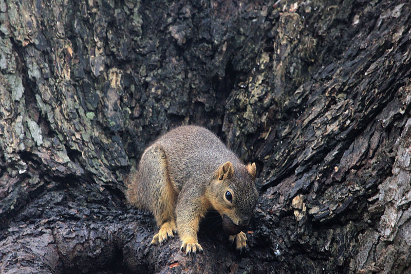File:Gfp-squirrel-with-nut-in-mouth.jpg