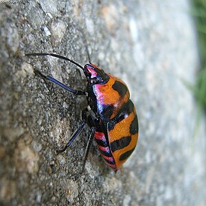 Giant jewel bug (Eucorysses grandis).jpg