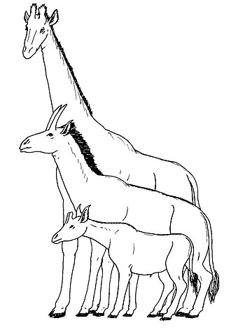 The extinct giraffid Samotherium (middle) in comparison with the okapi (below) and giraffe. The anatomy of Samotherium appears to have shown a transition to a giraffe-like neck.[11]