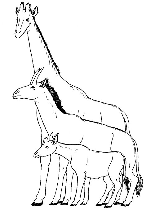 The extinct giraffid Samotherium (middle) in comparison with the okapi (below) and giraffe. The anatomy of Samotherium appears to have shown a transit