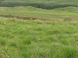 Glen Dochart, river dochart just visible, hairy highland cattle beyond - geograph.org.uk - 849171.jpg