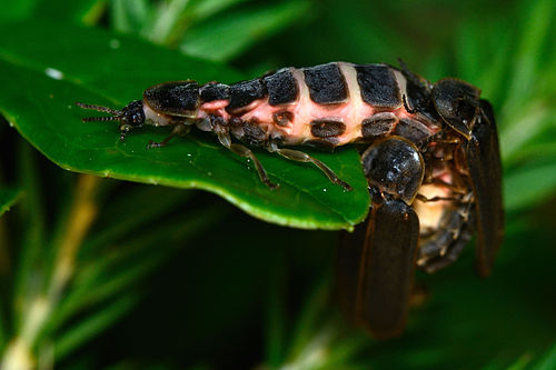 Jaanimardikad (Lampyris noctiluca). Emane ja 2 isast jaanimardikat teevad sugu.