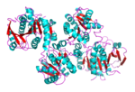 Vignette pour Glycogène synthase