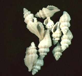 <i>Glyphoturris</i> Genus of gastropods