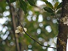 Gordonia obtusa (5598618692).jpg