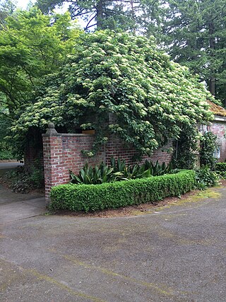 <span class="mw-page-title-main">International Rose Test Garden</span> Public park and rose garden in Portland, Oregon, U.S.