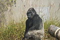 2011-04-25T15:58:10Z : user:Naveenpf : File:Gorilla Korea.JPG