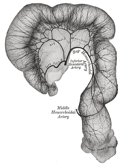 Côlon sigmoïde et rectum, montrant la distribution des branches de l'artère mésentérique inférieure et ses anastomoses.