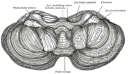 Thumbnail for Cerebellar tonsil