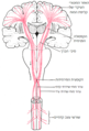 המסלול המוטורי - הנתיבים העיקריים מהאזור המוטורי העיקרי של קליפת המוח אל חוט השדרה