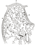 Miniatiūra antraštei: Bronchiolė