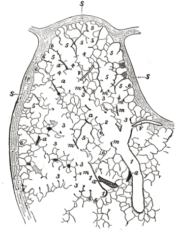 Bronchiolė