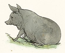 https://upload.wikimedia.org/wikipedia/commons/thumb/e/e4/Gray_Pig_Drawing.jpg/220px-Gray_Pig_Drawing.jpg