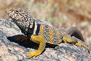 Great Basin collared lizard Species of lizard