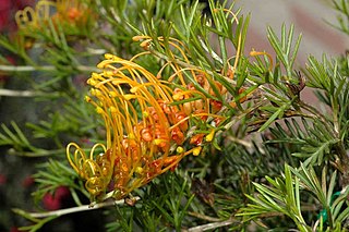 <i>Grevillea tenuiloba</i> Species of shrub in the family Proteaceae endemic to Western Australia