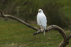 Grey Goshawk ( white morph ) - Tasmania S4E6209 (21788980813).jpg