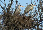 Grey Herons (Ardea cinerea) -2 on nest.jpg