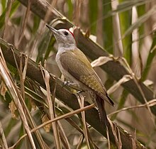 Grey Woodpecker (Mesopicos goertae).jpg