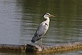 * Nomination Grey heron (Ardea cinerea), Wiltshire --Charlesjsharp 07:51, 28 May 2018 (UTC) * Promotion Good quality --Llez 08:22, 28 May 2018 (UTC)