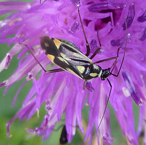 Grypocoris stysi